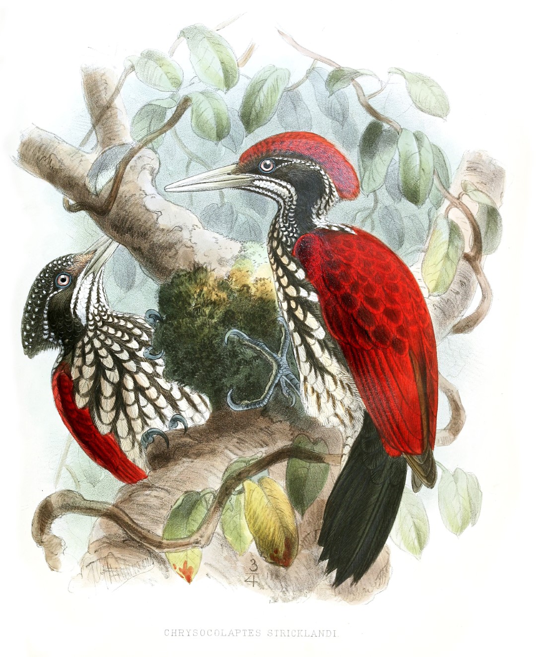 Streak-breasted Woodpecker