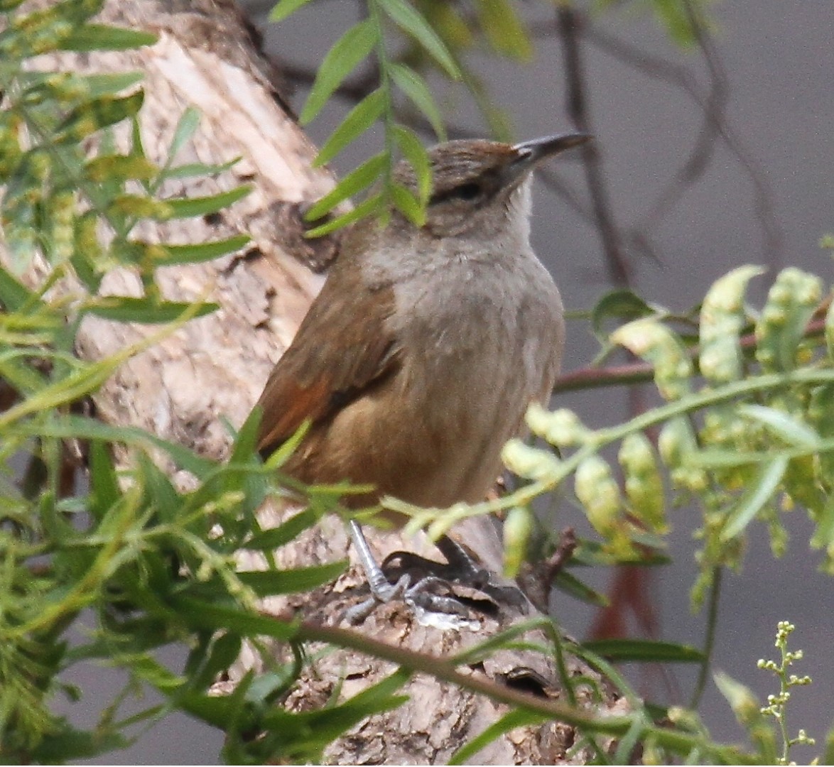 Streak-capped Spinetail
