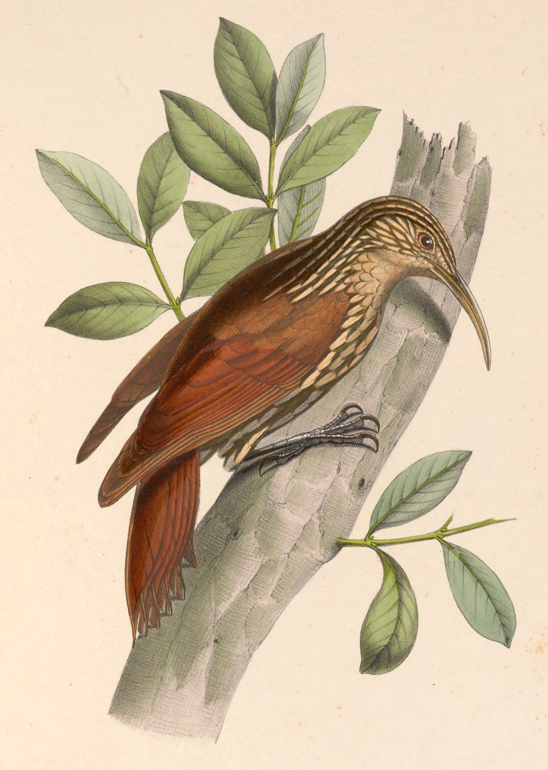 Streak-headed Woodcreeper