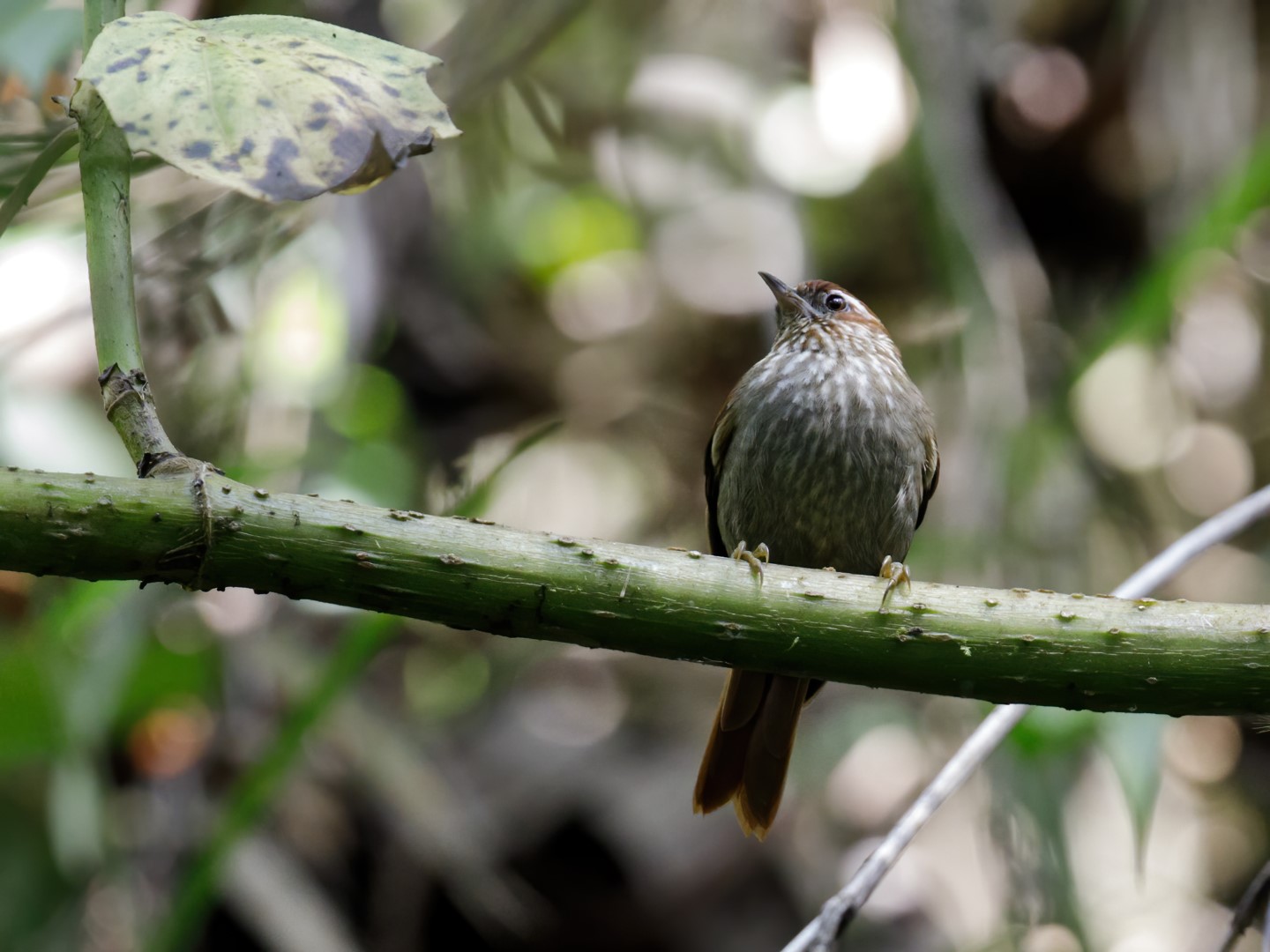 Streak-throated Bush-Tyrant