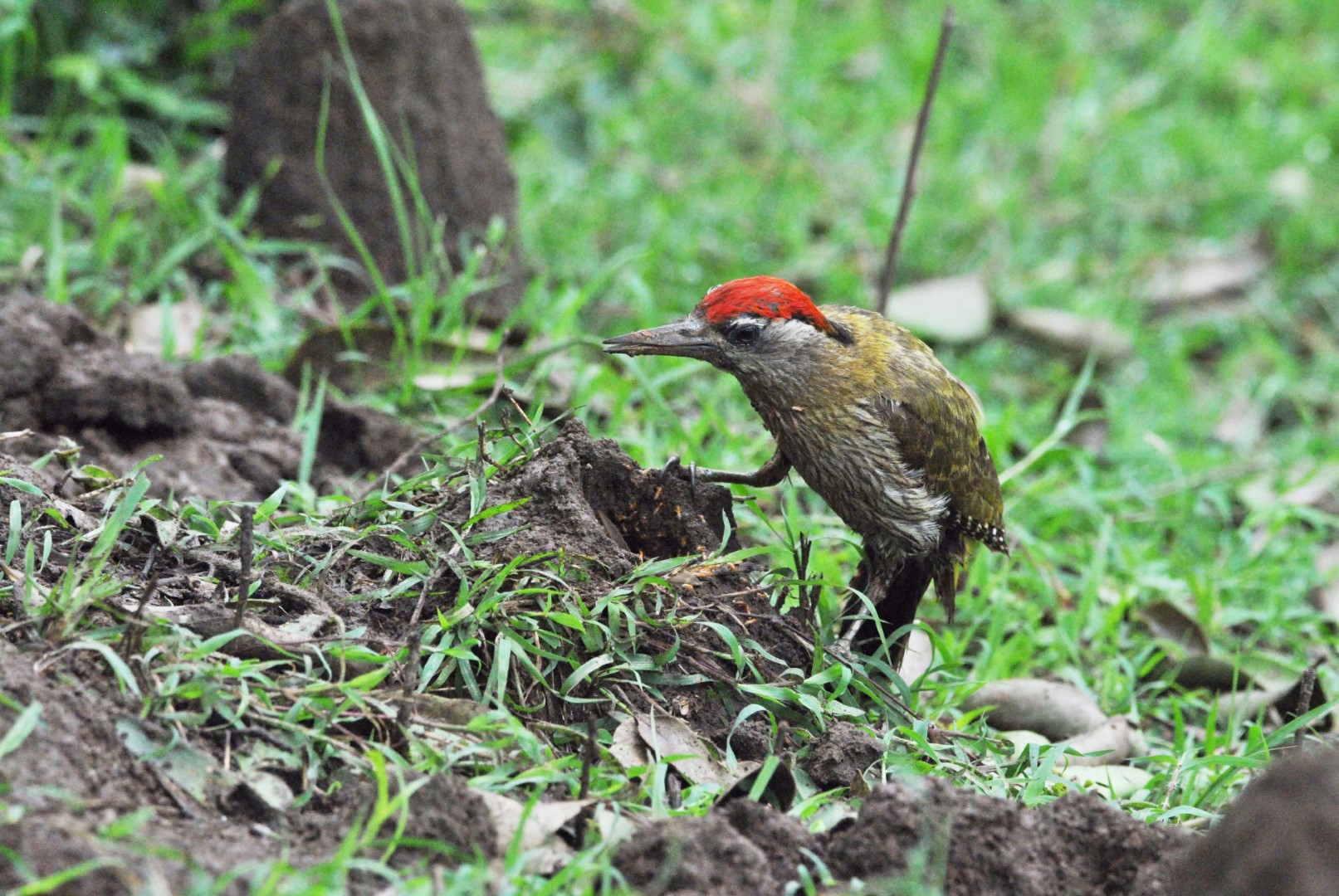 Streak-throated Woodpecker