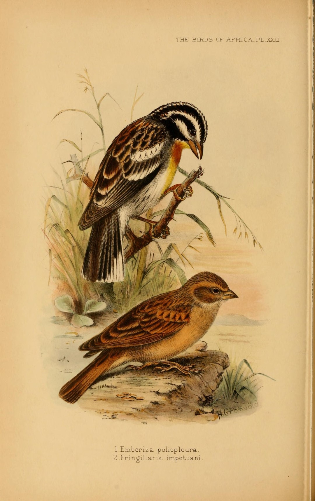 Streaked Bunting
