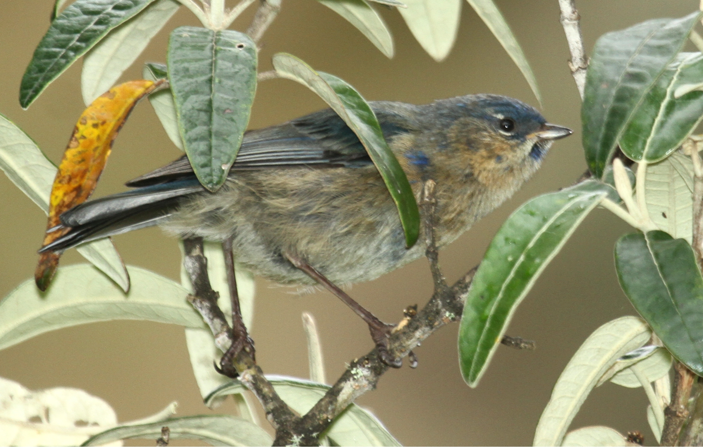Streaked Dacnis
