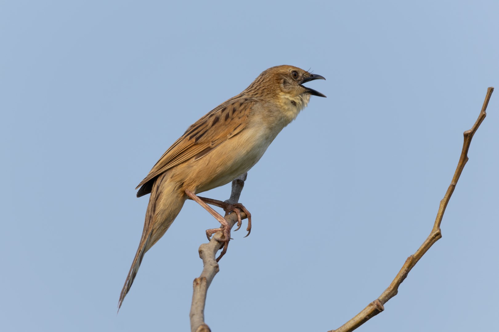 Streaked Fantail Warbler