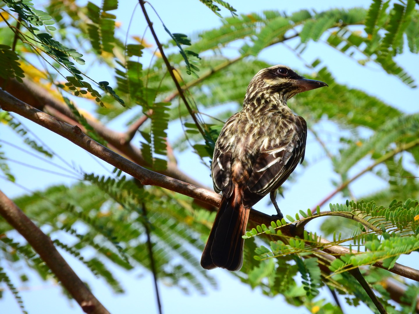 Streaked Flycatcher