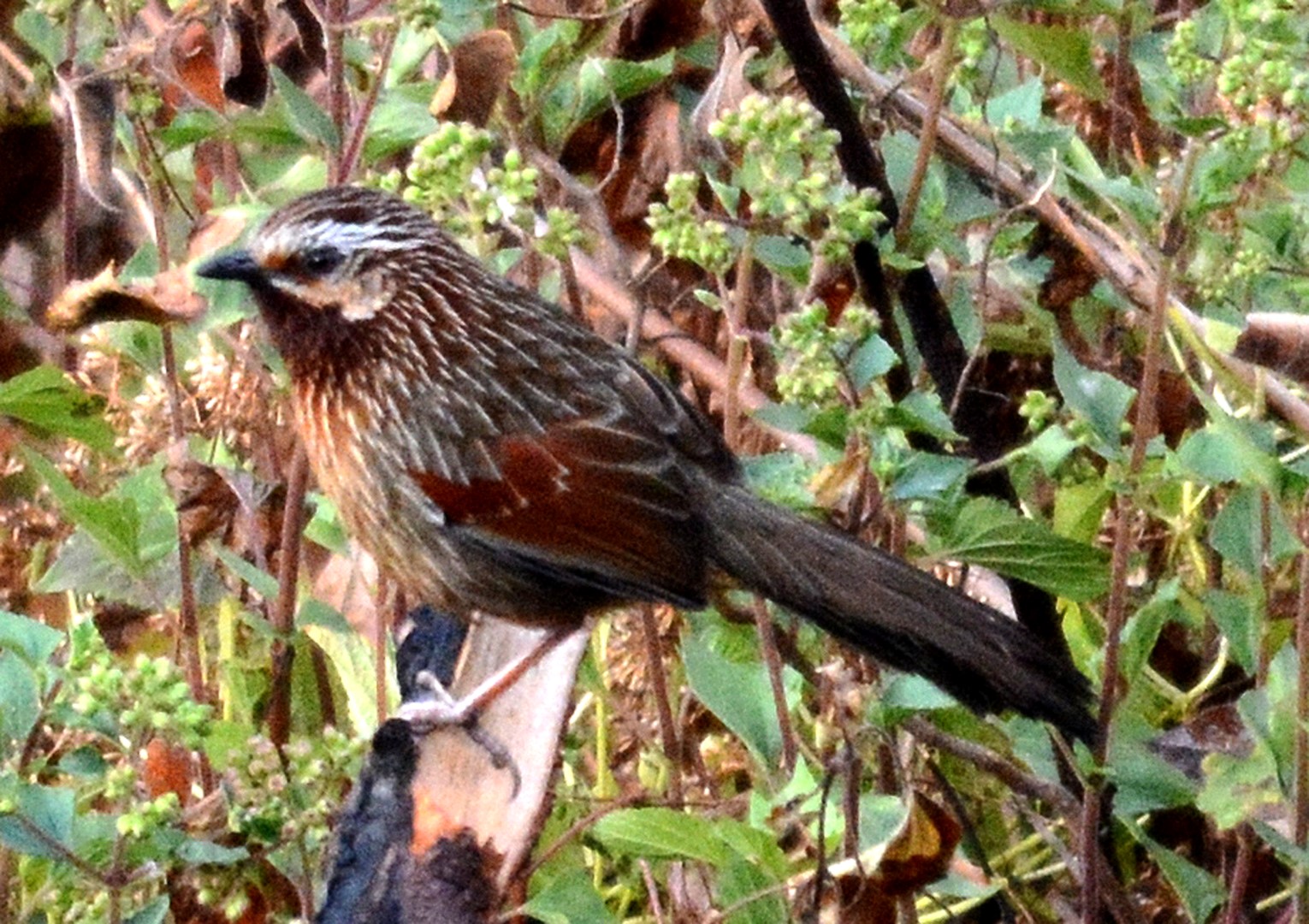 Streaked Laughingthrush