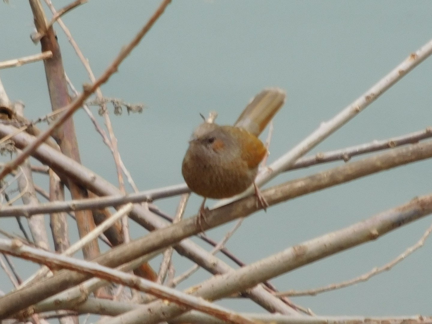 Streaked Laughingthrush