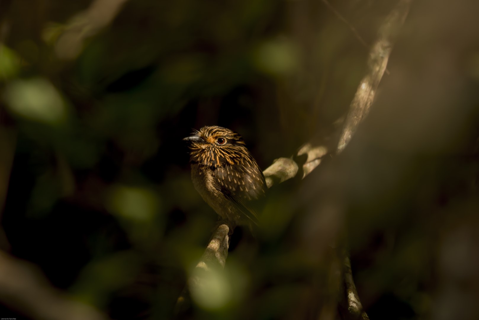 Streaked Puffbird