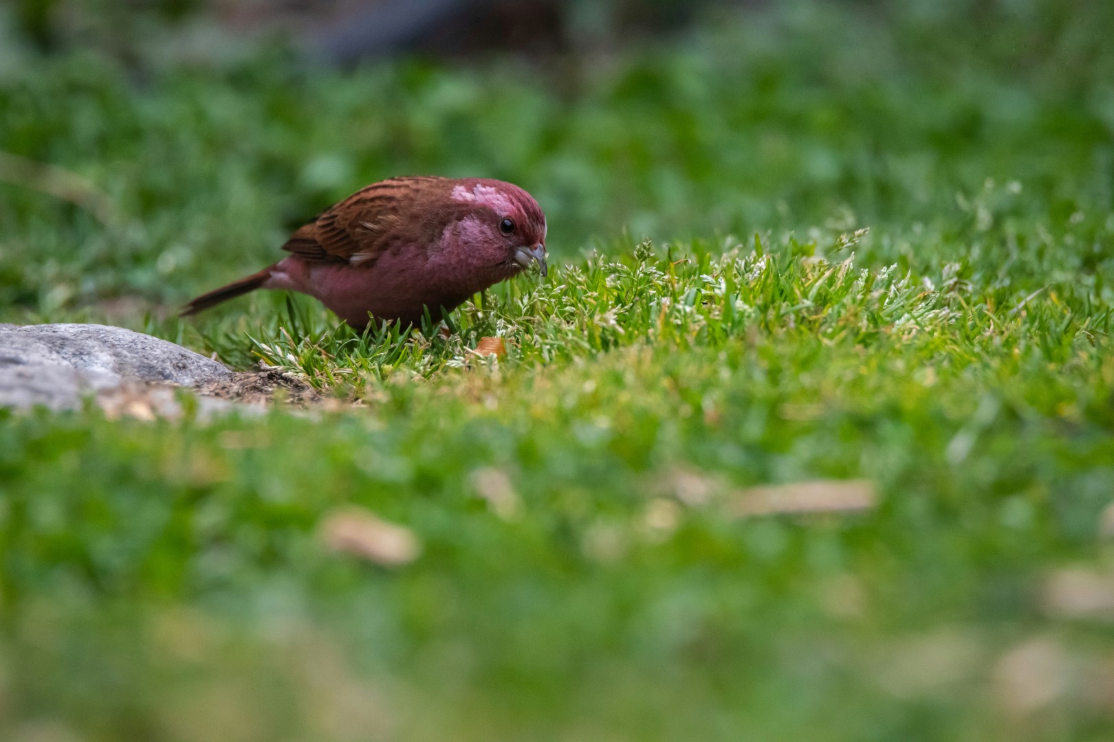 Streaked Rosefinch