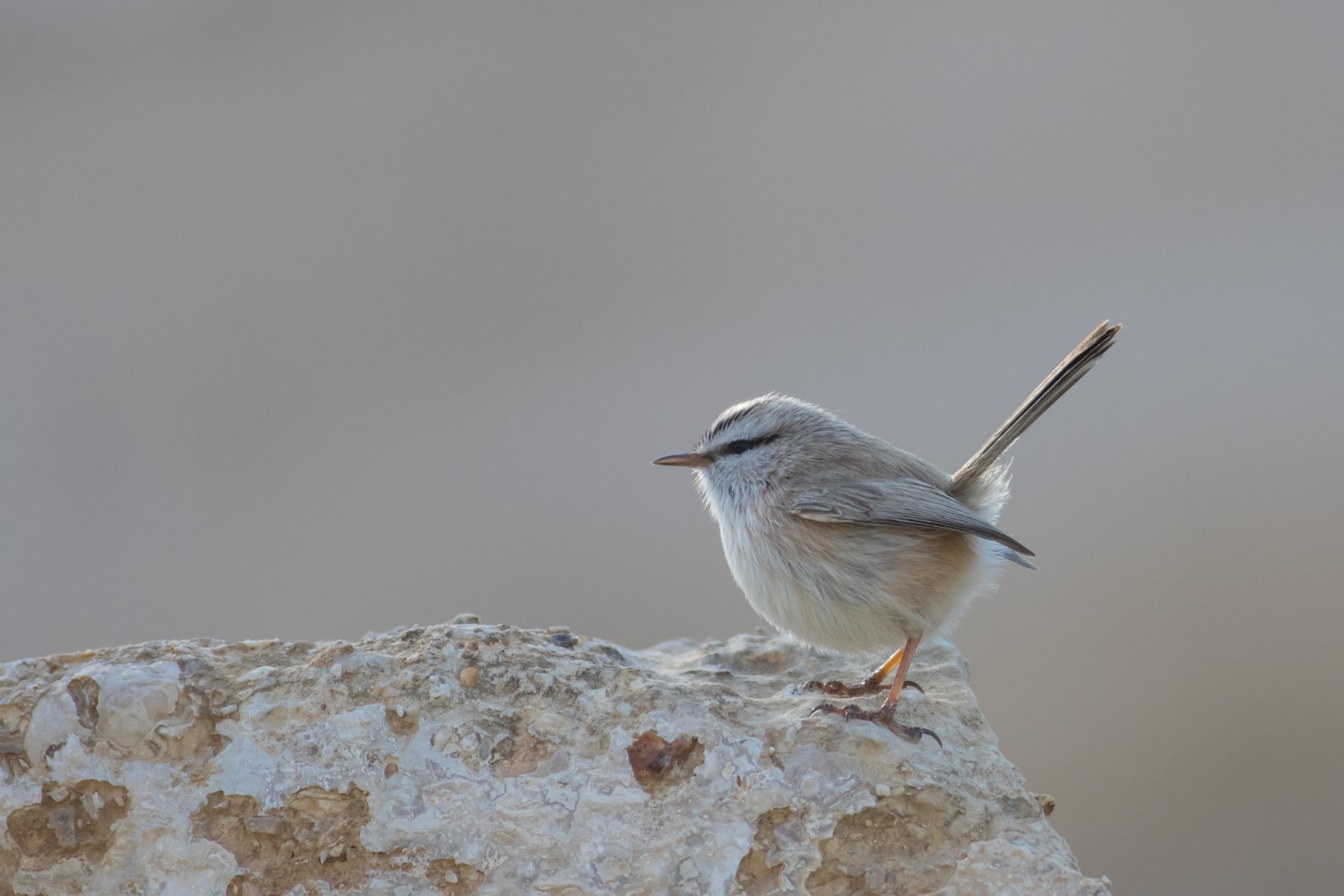 Streaked Scrub Warbler