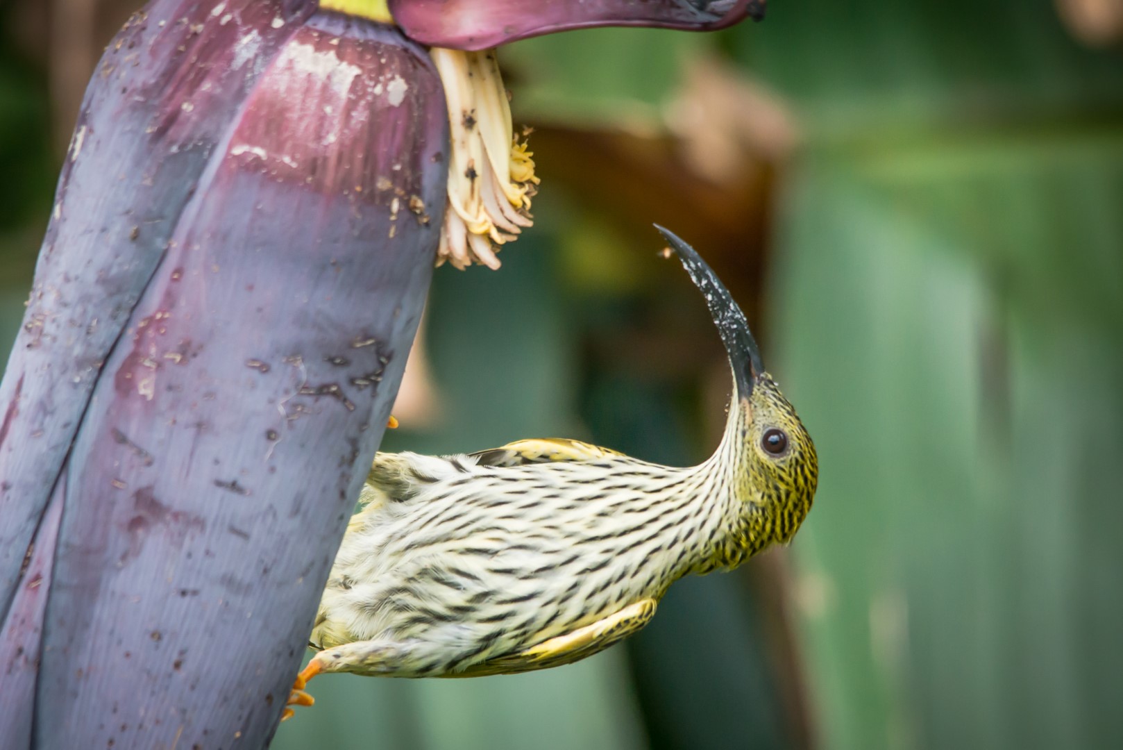 Streaked Spiderhunter