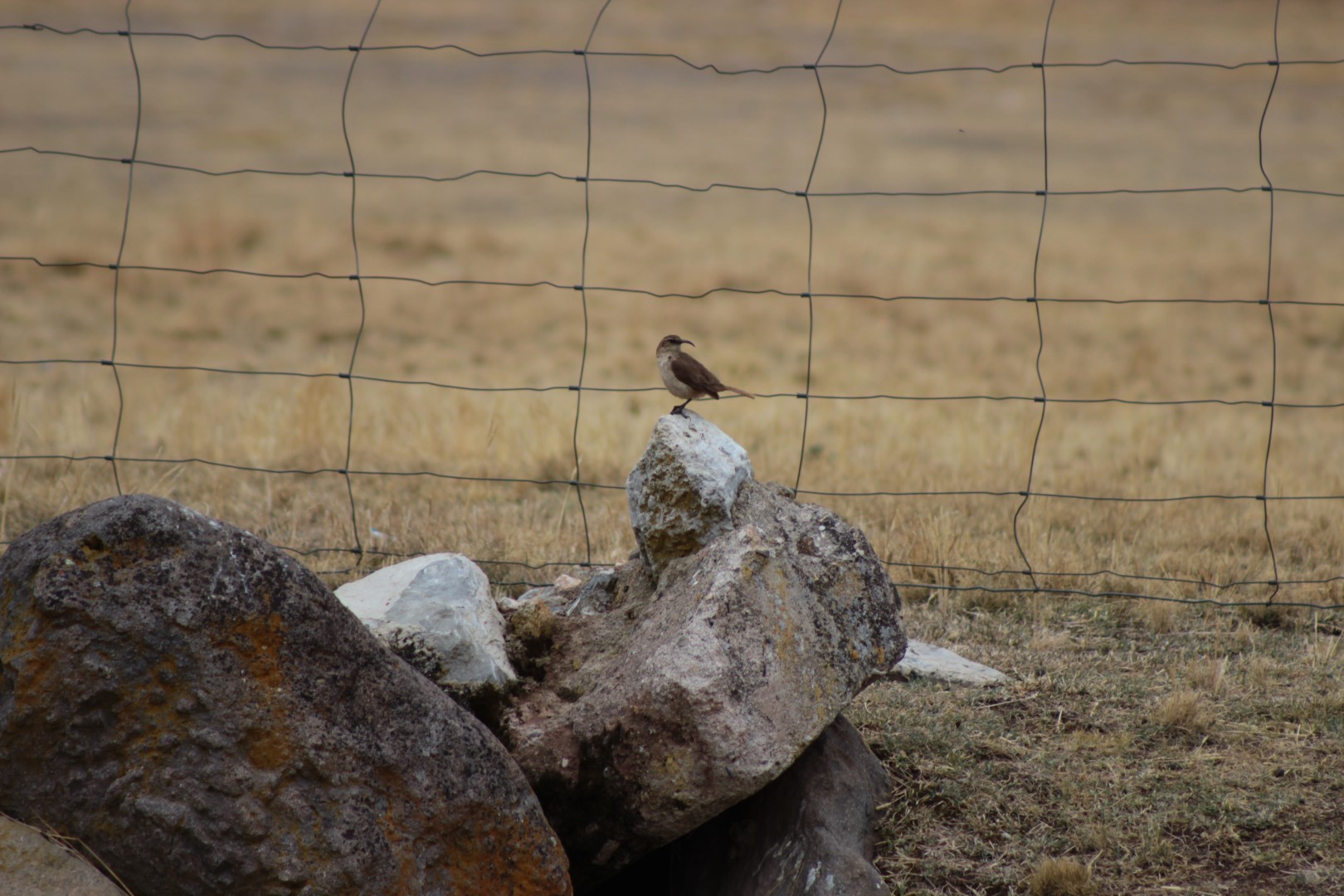 Streaked Tit-Spinetail