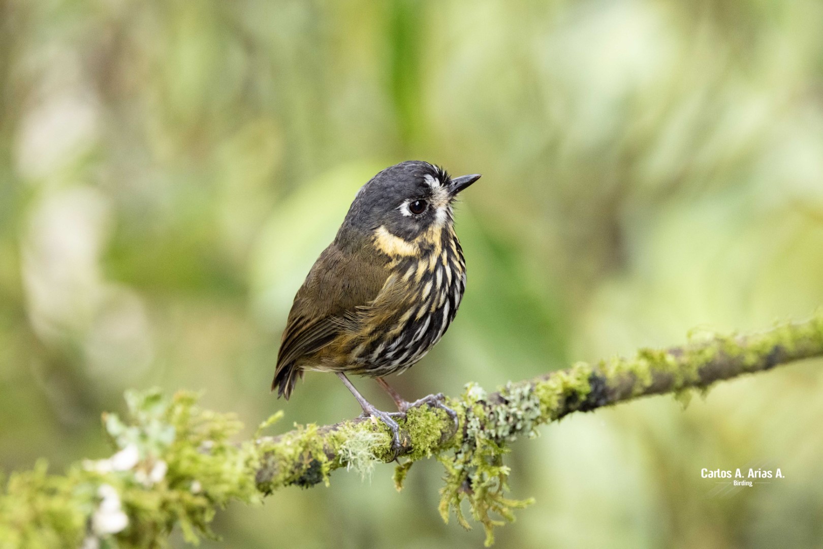 Streaked Tuftedcheek