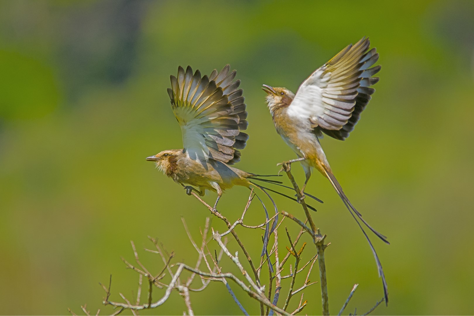 Streamer-tailed Tyrant