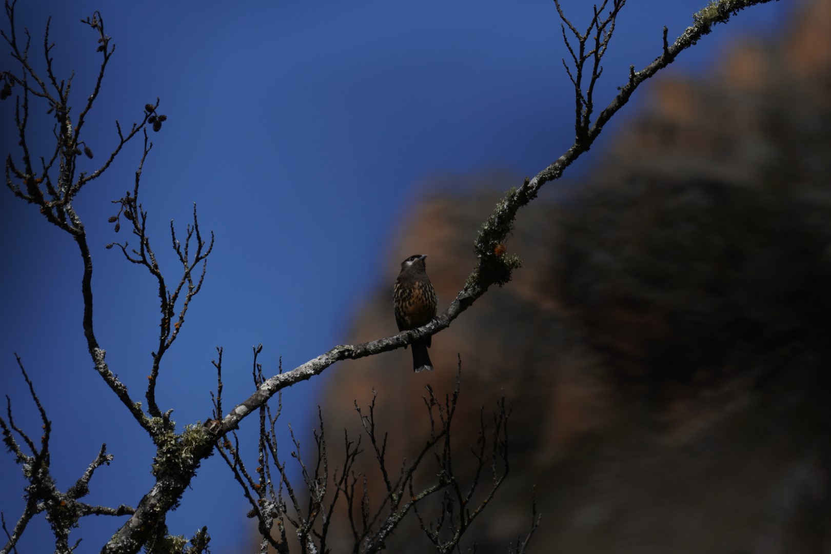 Stresemann's Bush Warbler