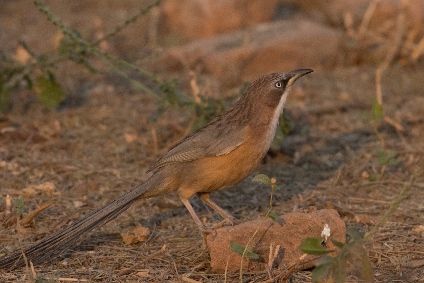 Striated Bulbul