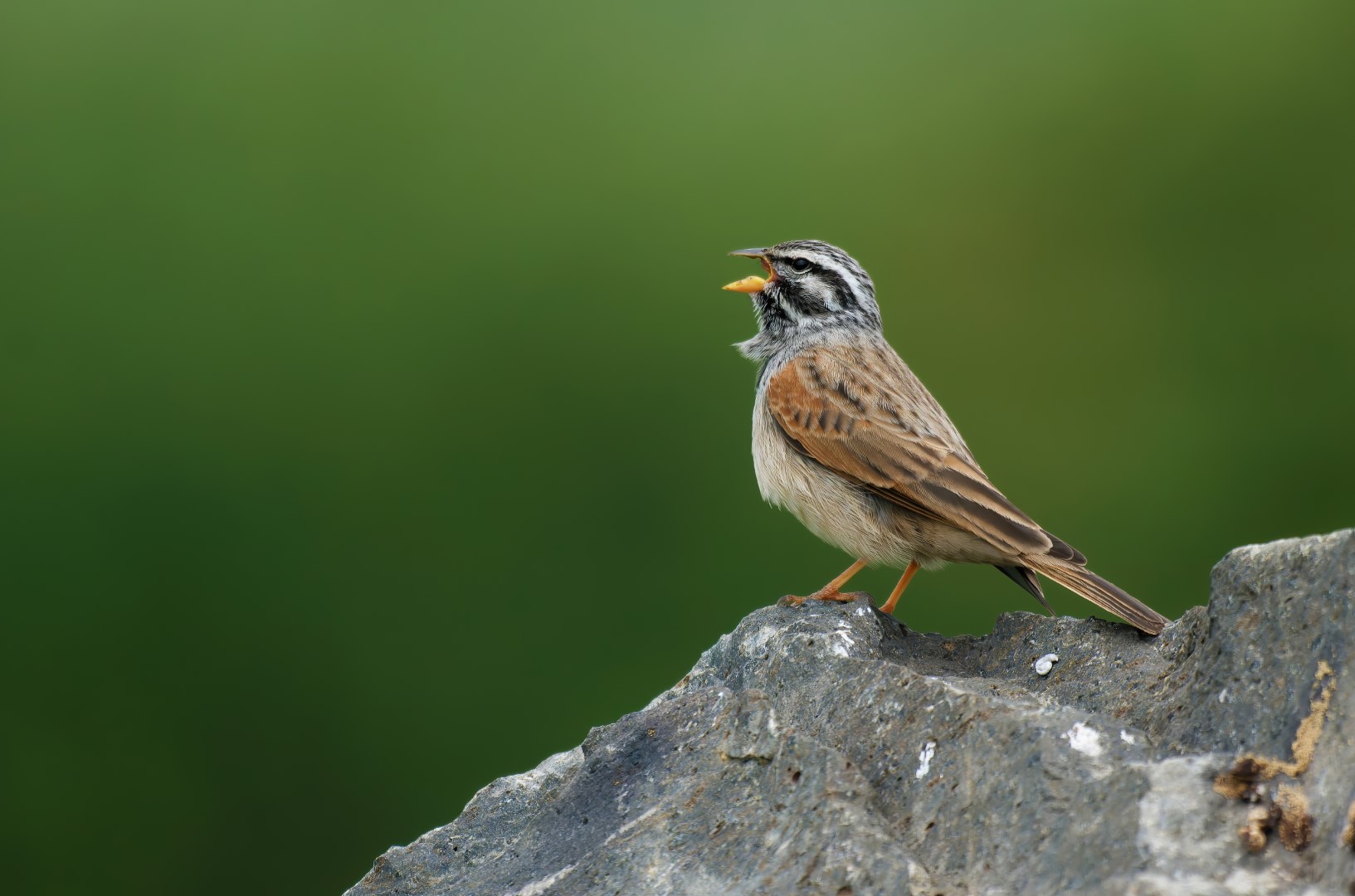 Striated Bunting