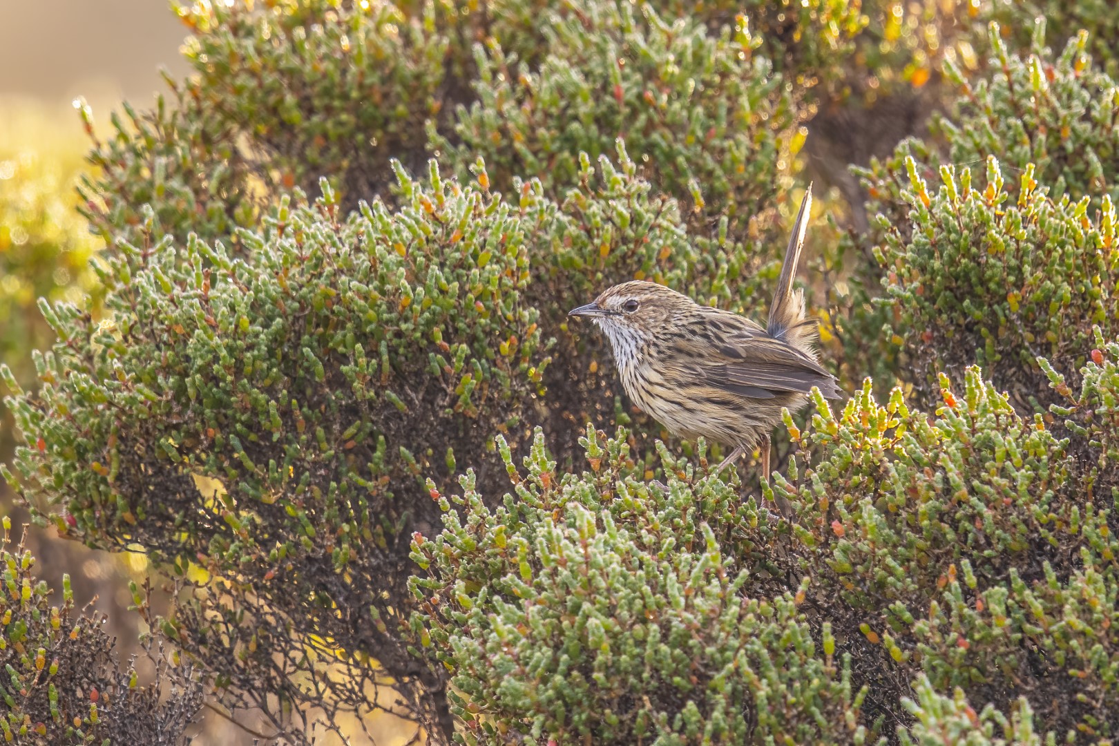 Striated Fieldwren