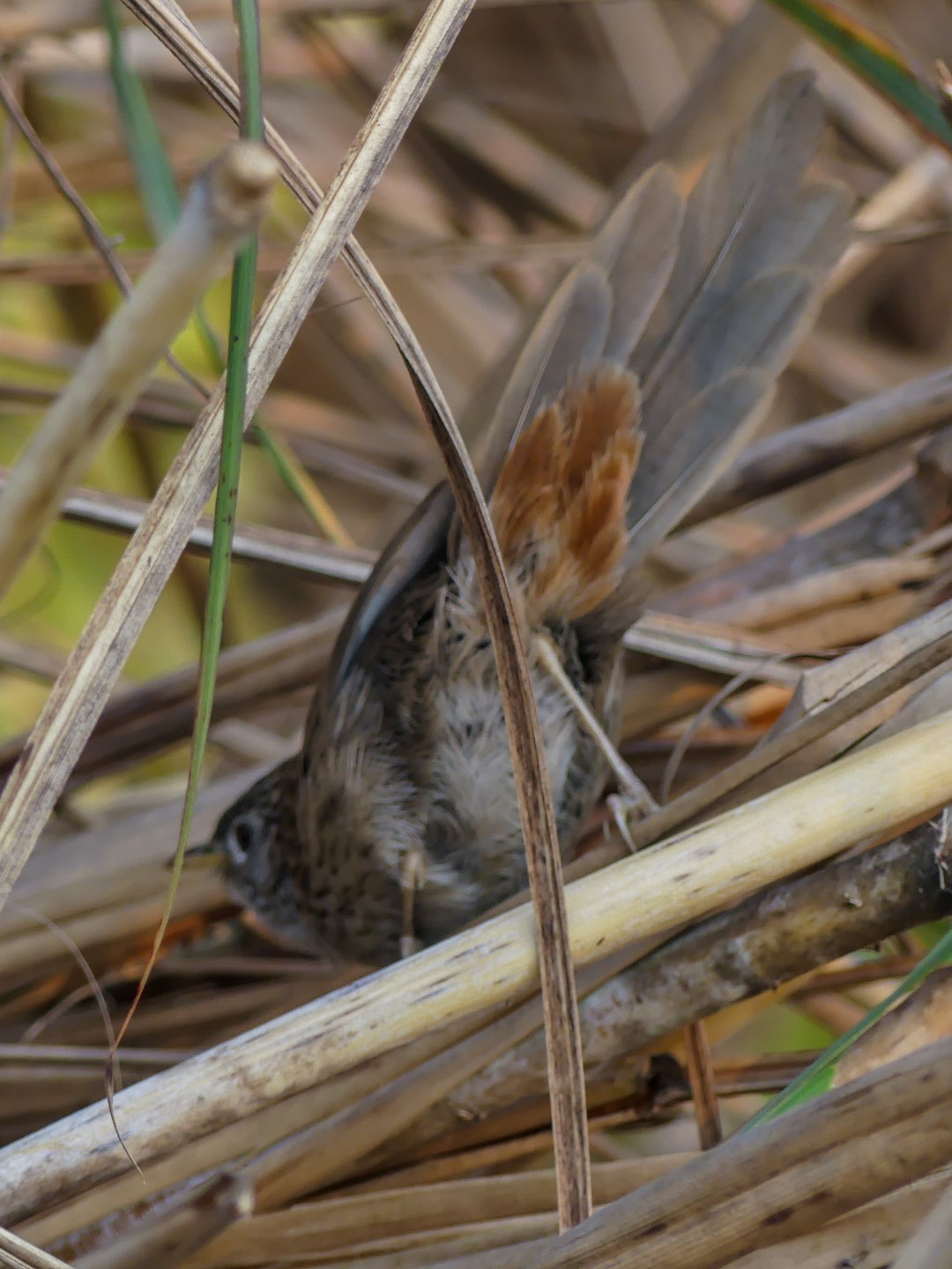 Striated Grassbird