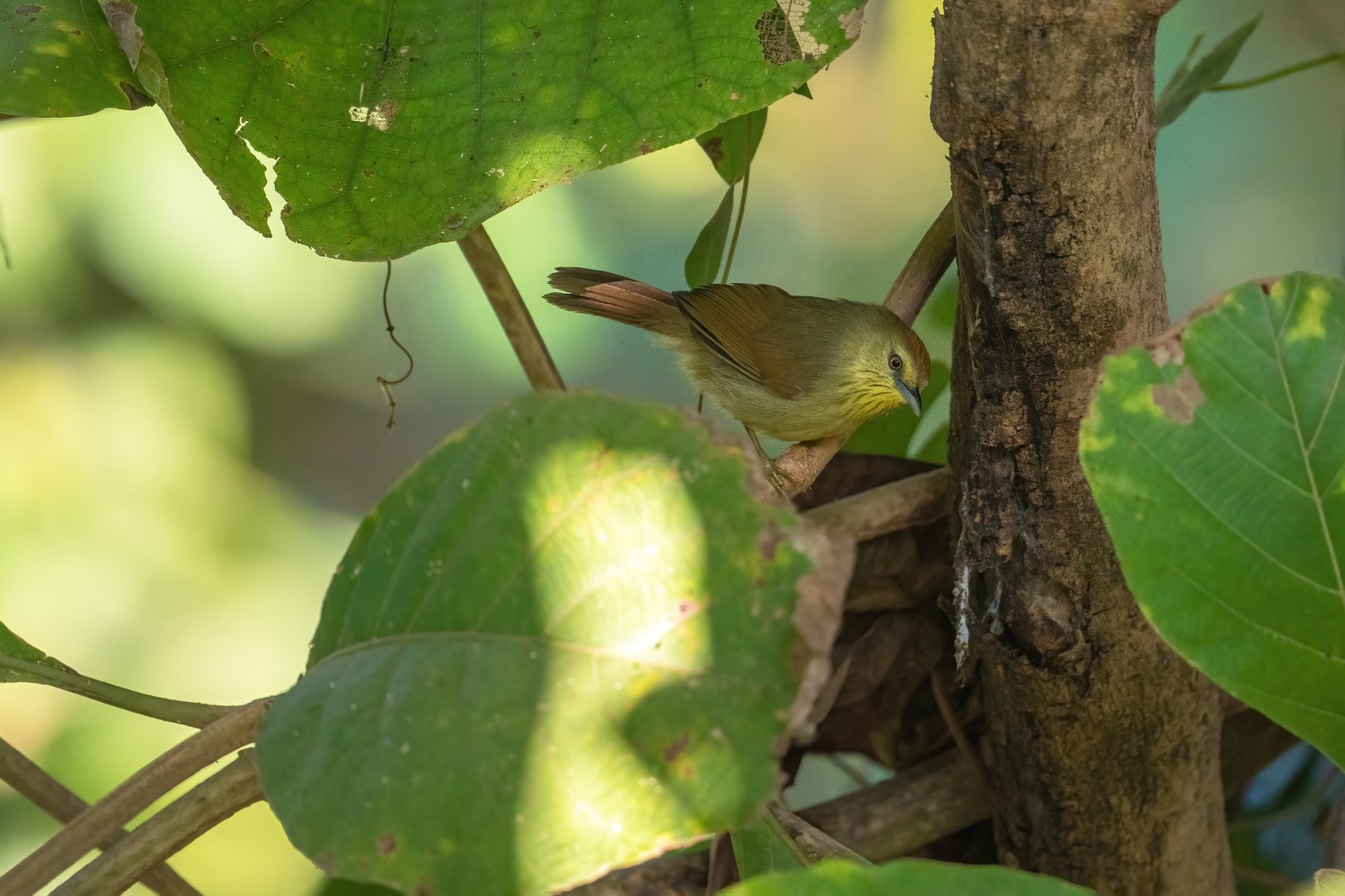 Striated grassbird