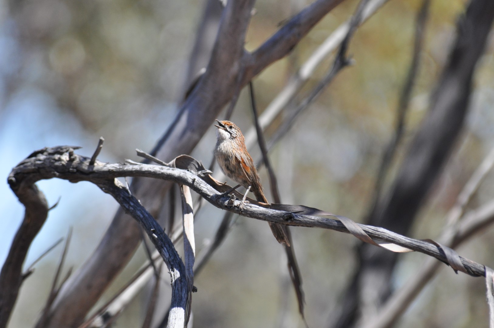Striated Grasswren