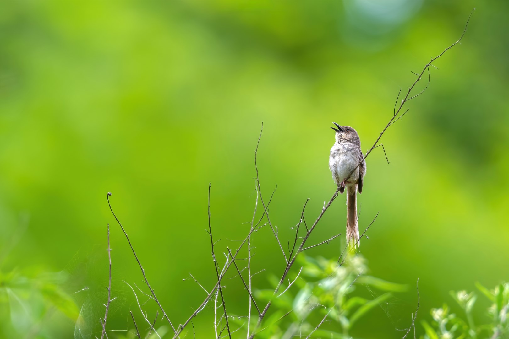 Striated Prinia