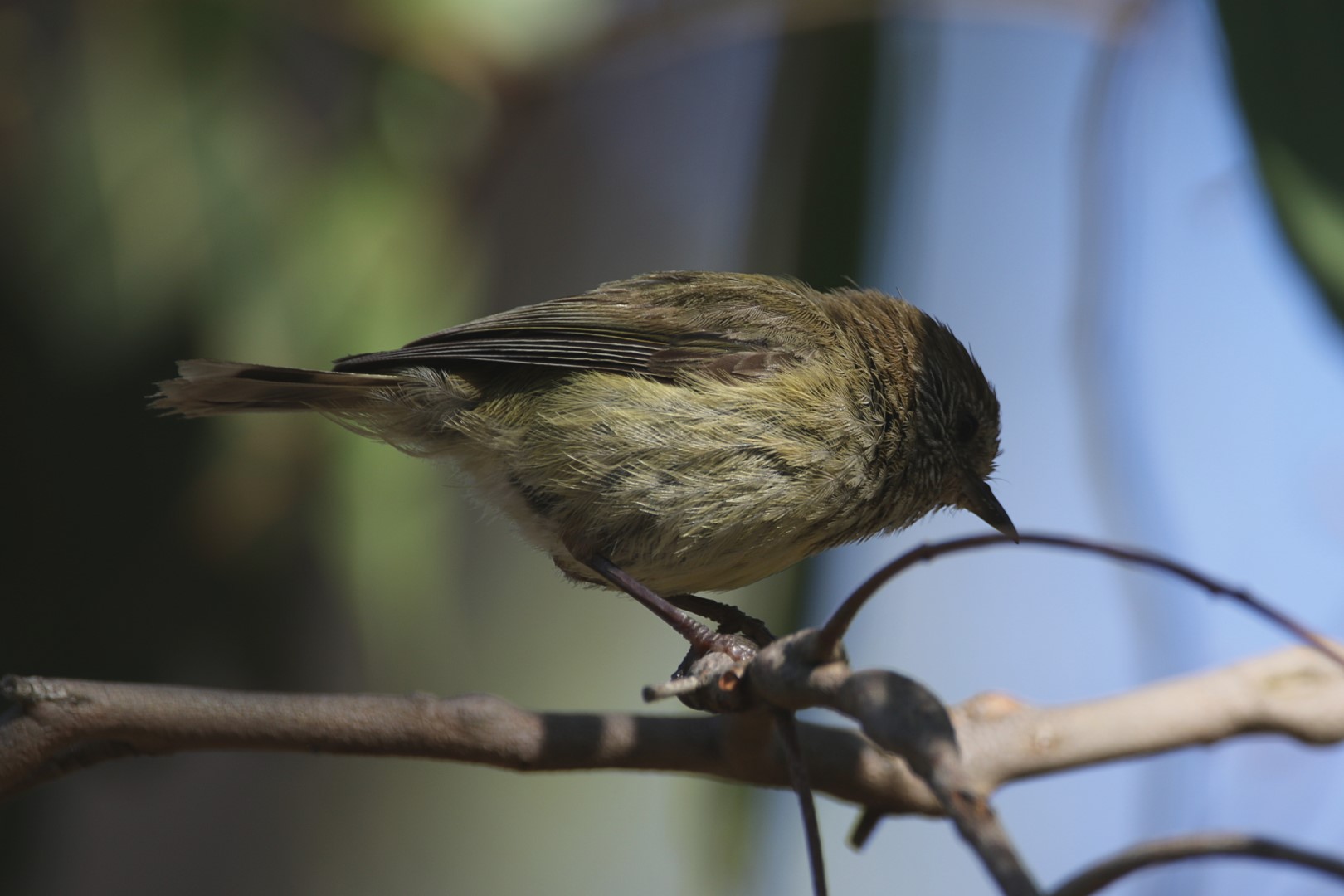 Striated Thornbill