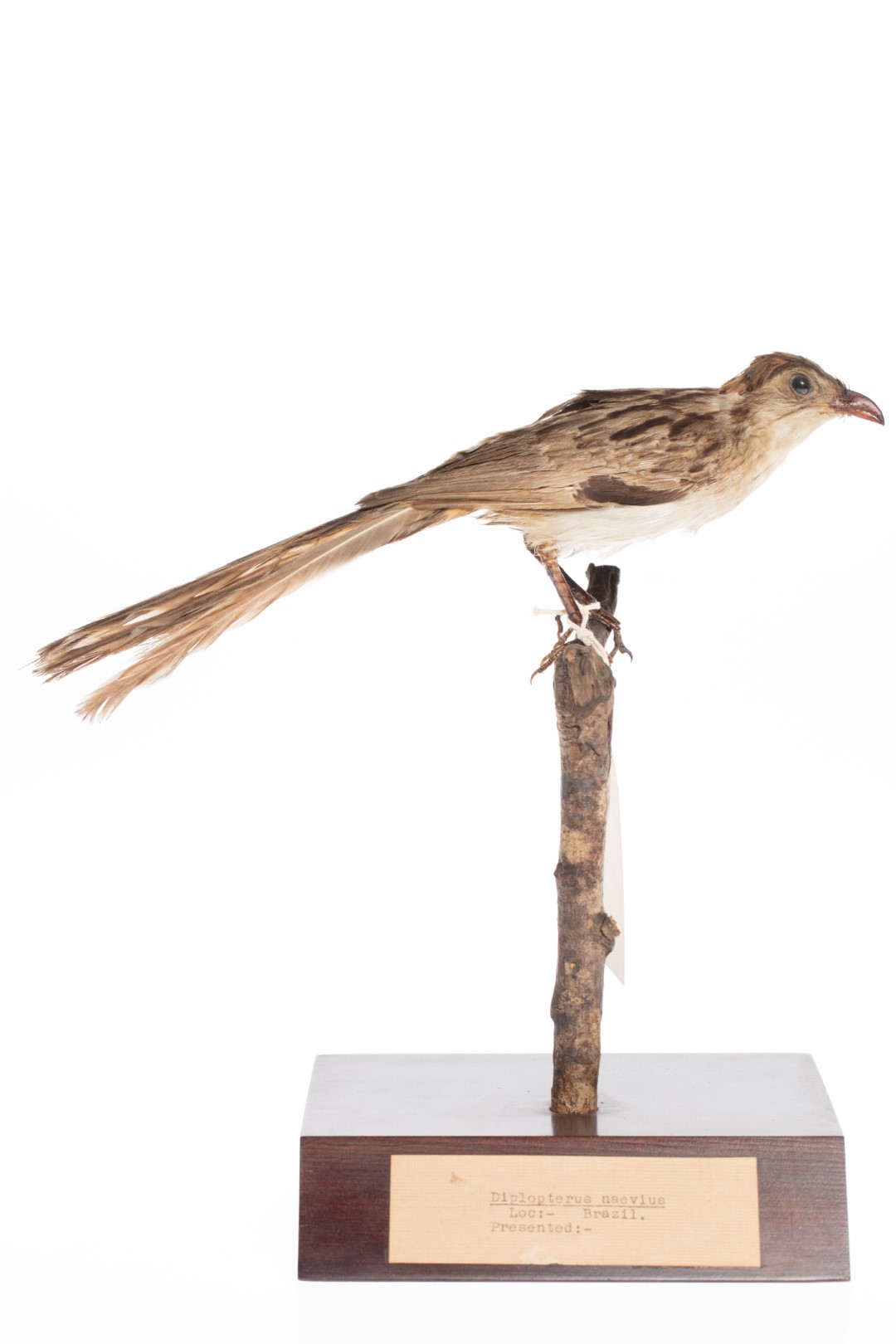 Striated Woodcreeper