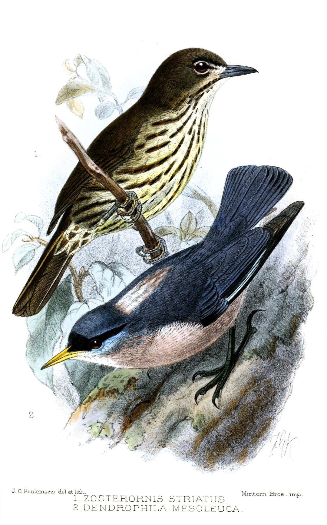 Striated Wren-Babbler