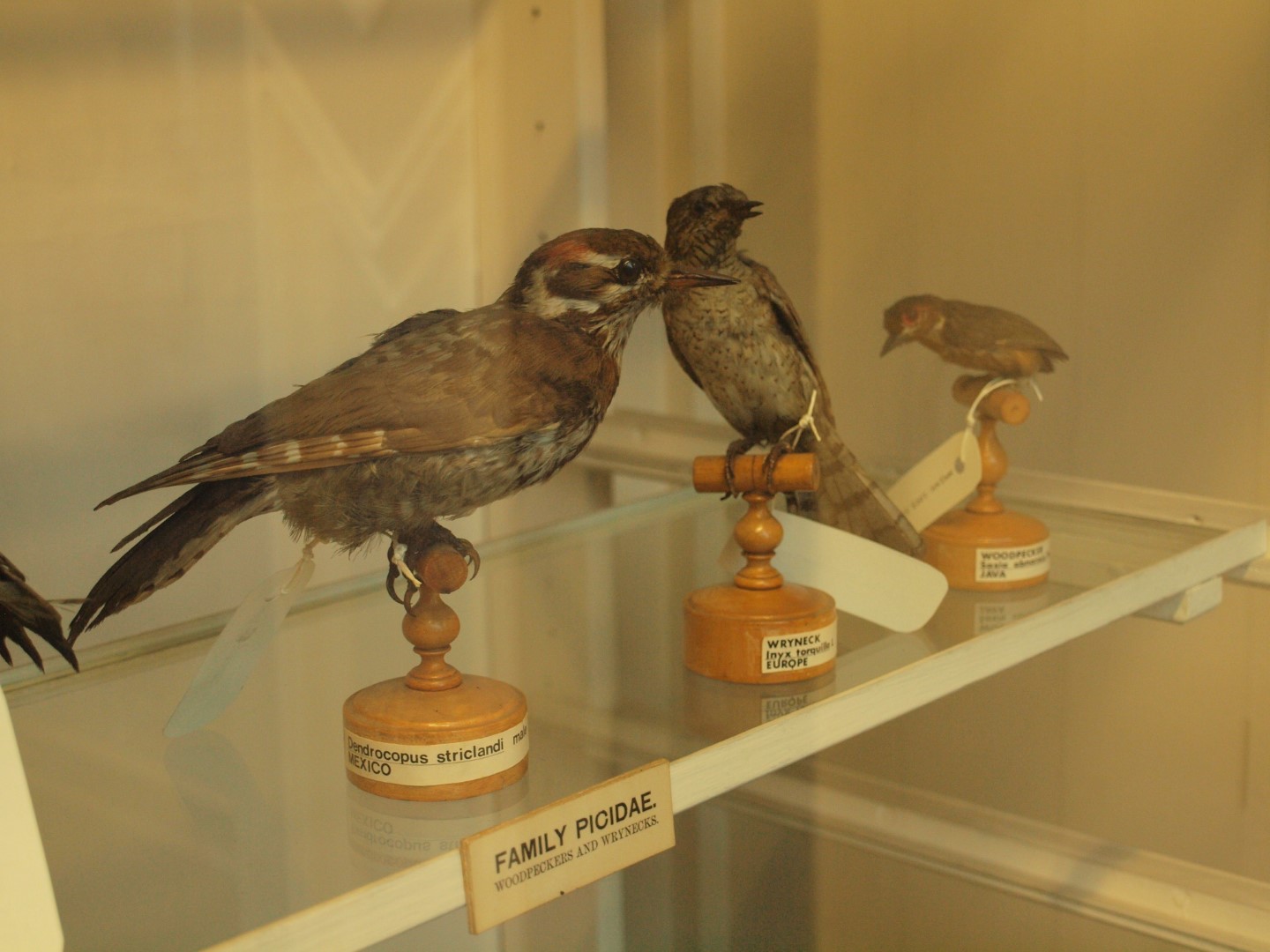 Strickland's Woodpecker