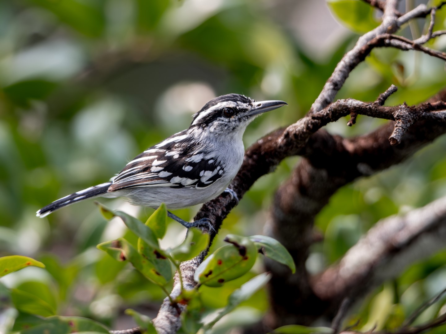 Stripe-backed Antbird