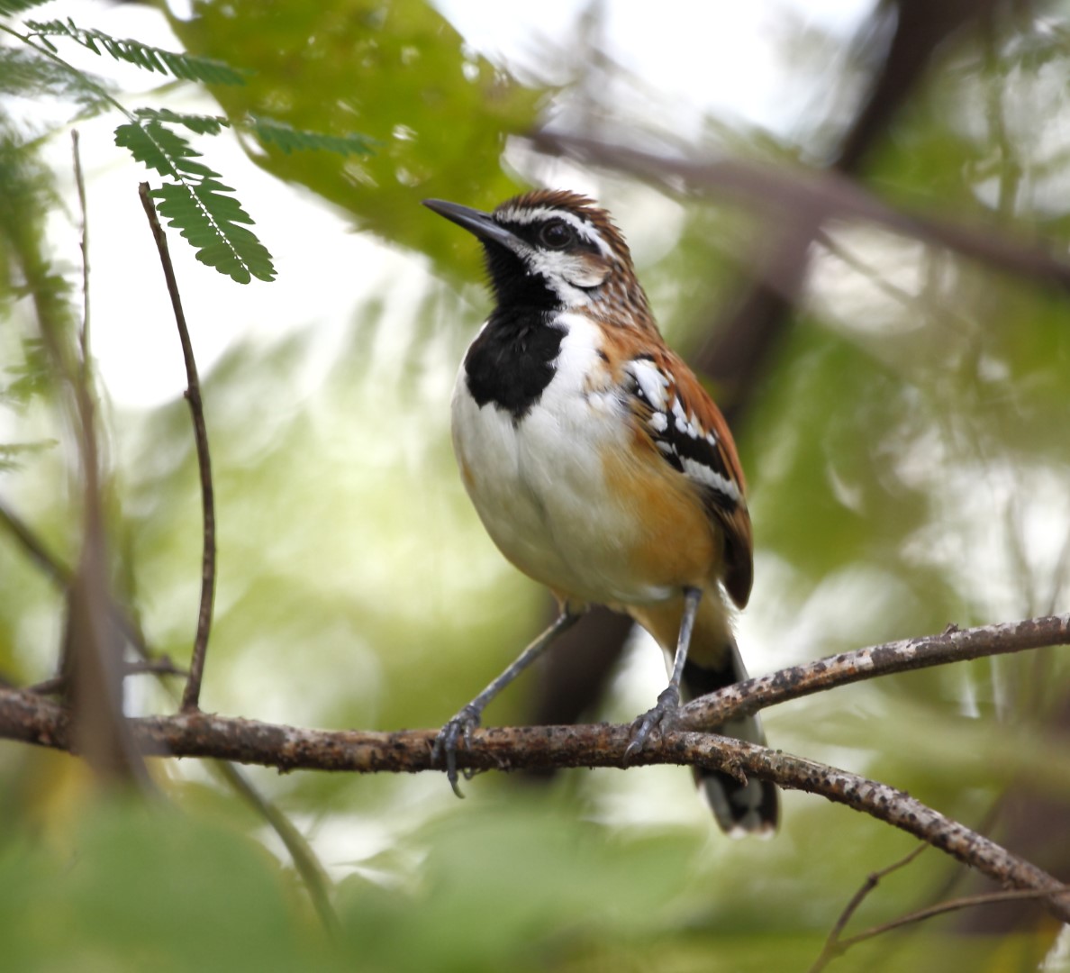 Stripe-backed Antbird