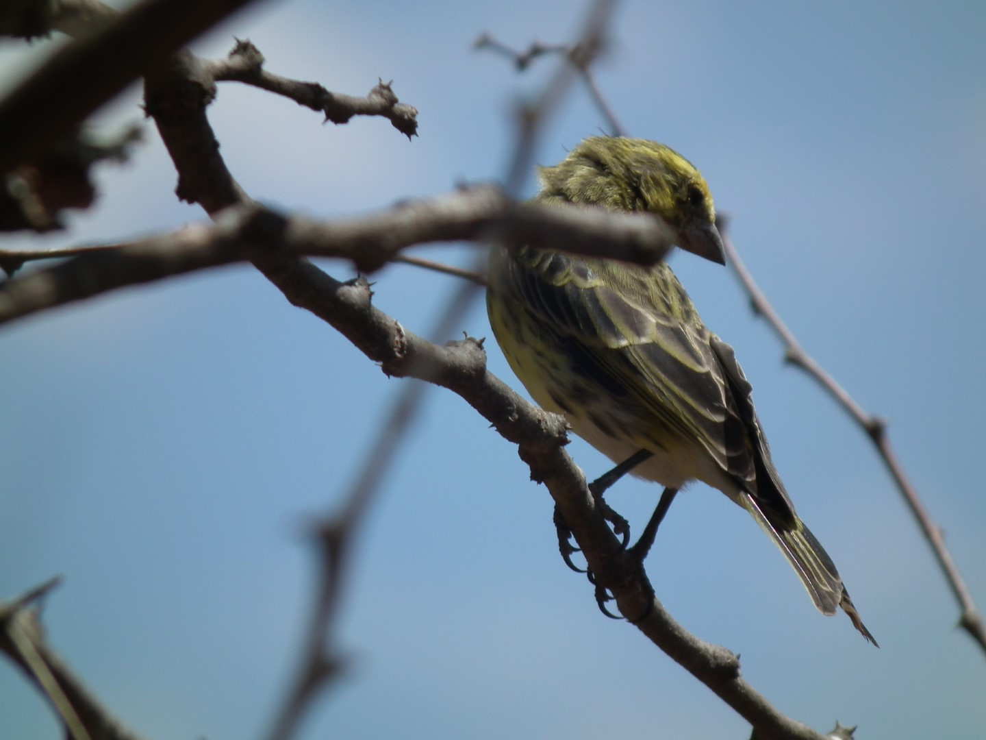 Stripe-backed Seedeater