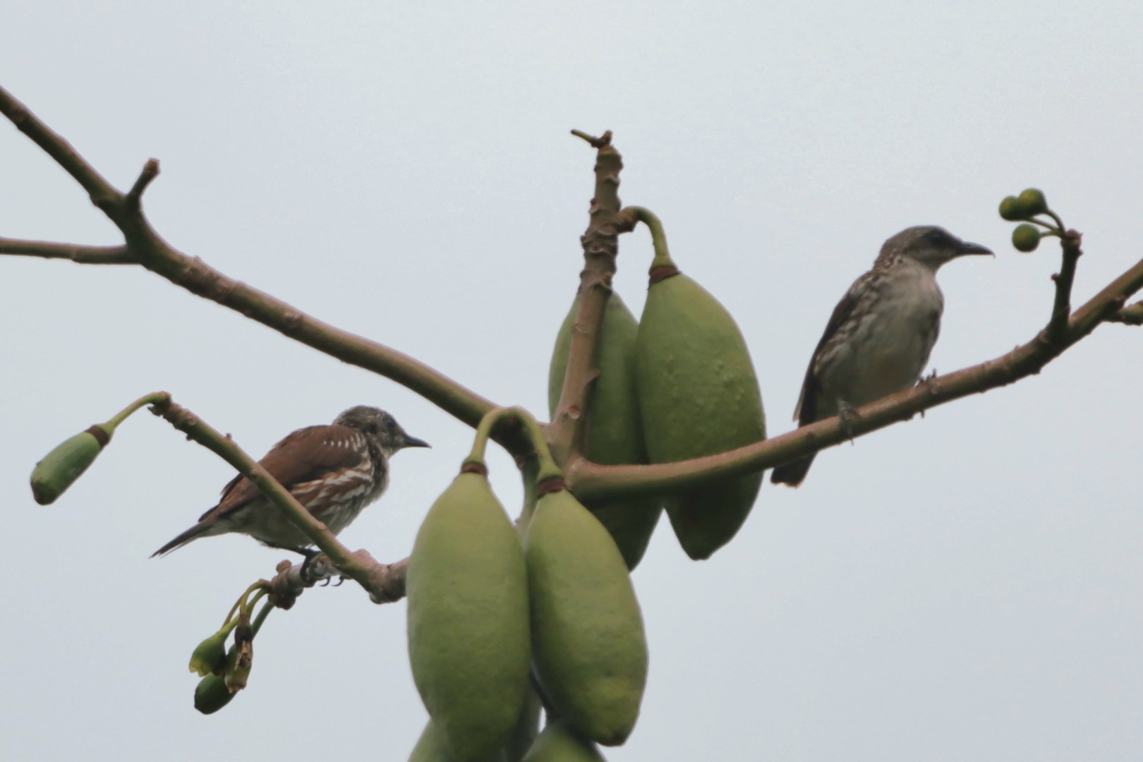 Stripe-breasted Rhabdornis