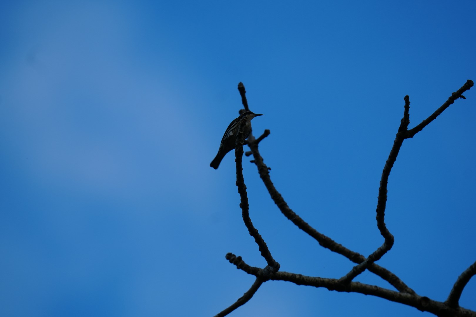 Stripe-breasted Rhabdornis