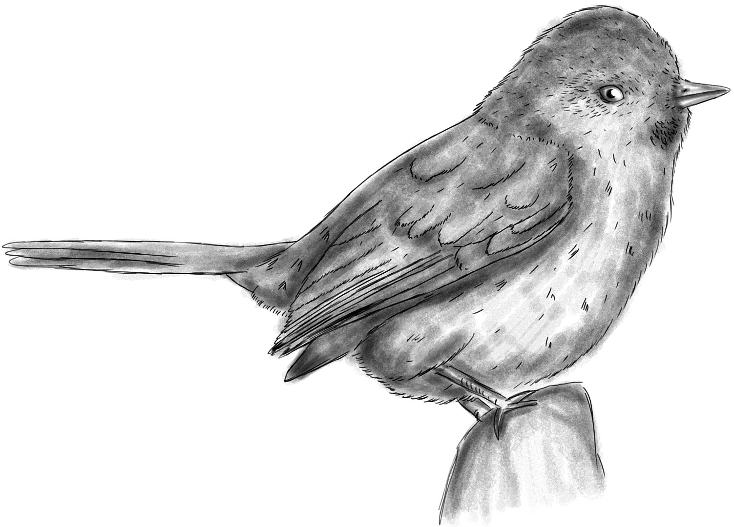 Stripe-capped Spinetail