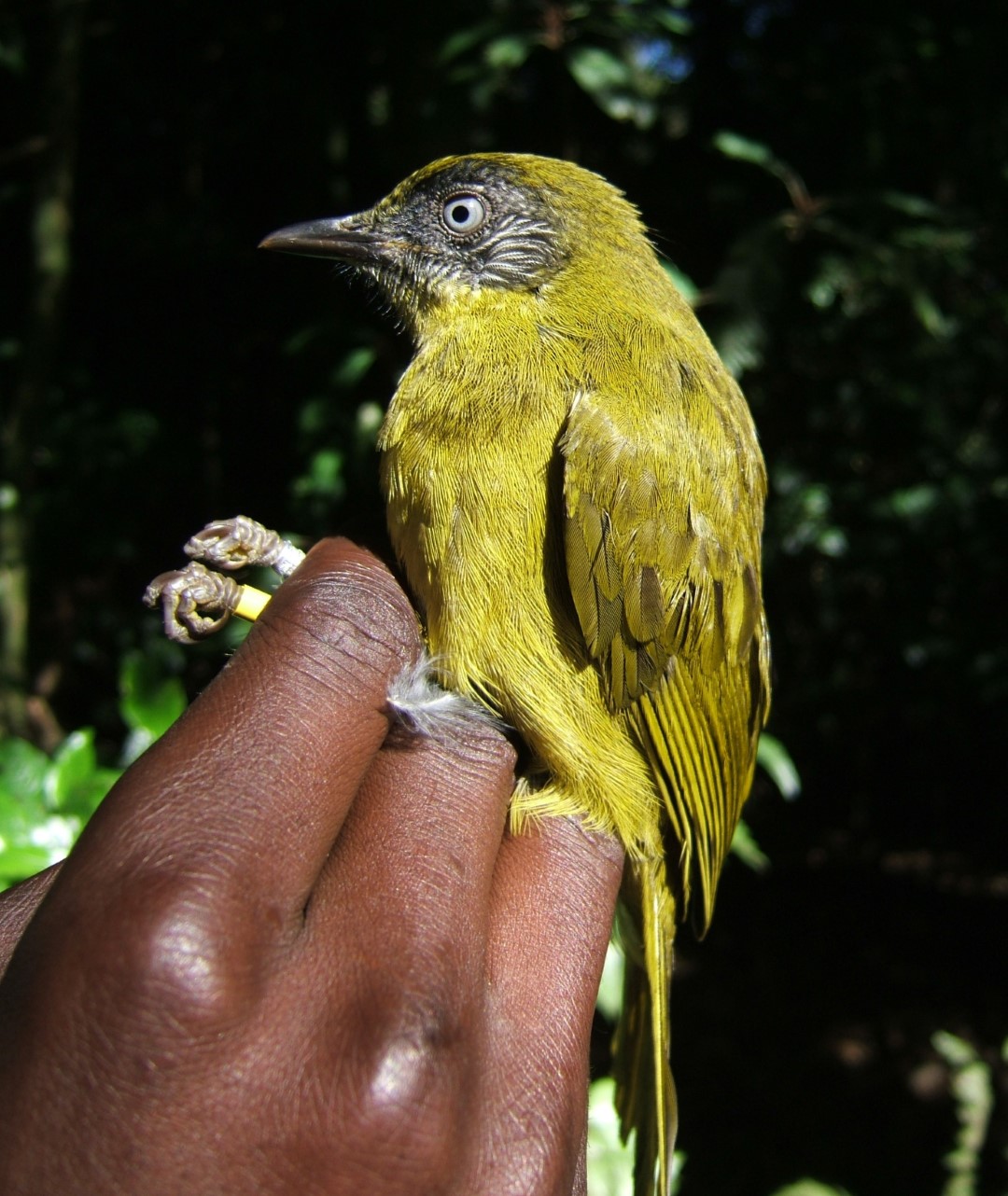 Stripe-faced Wren-Babbler