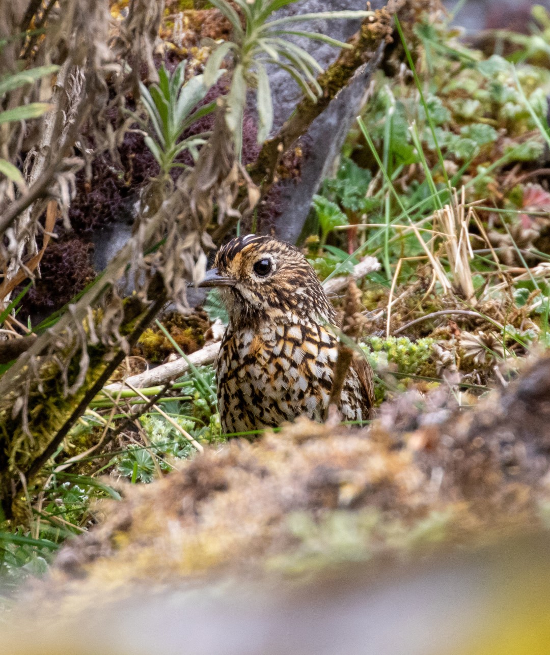 Stripe-headed Antpitta