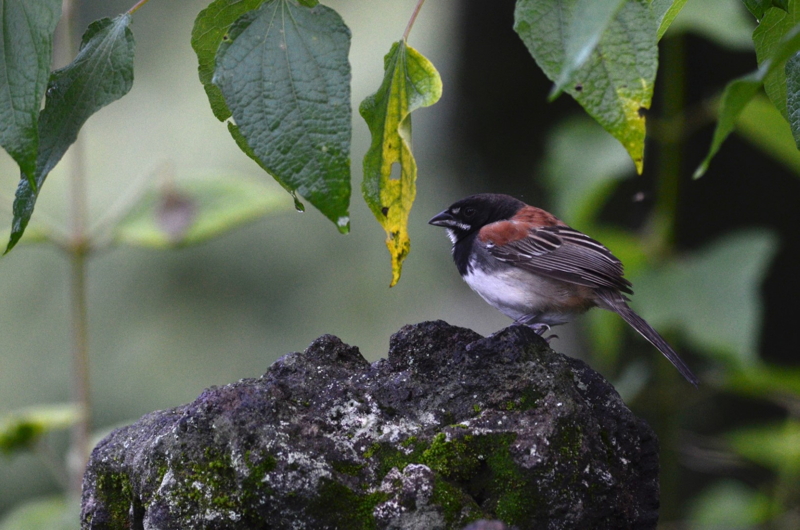 Stripe-headed Sparrow