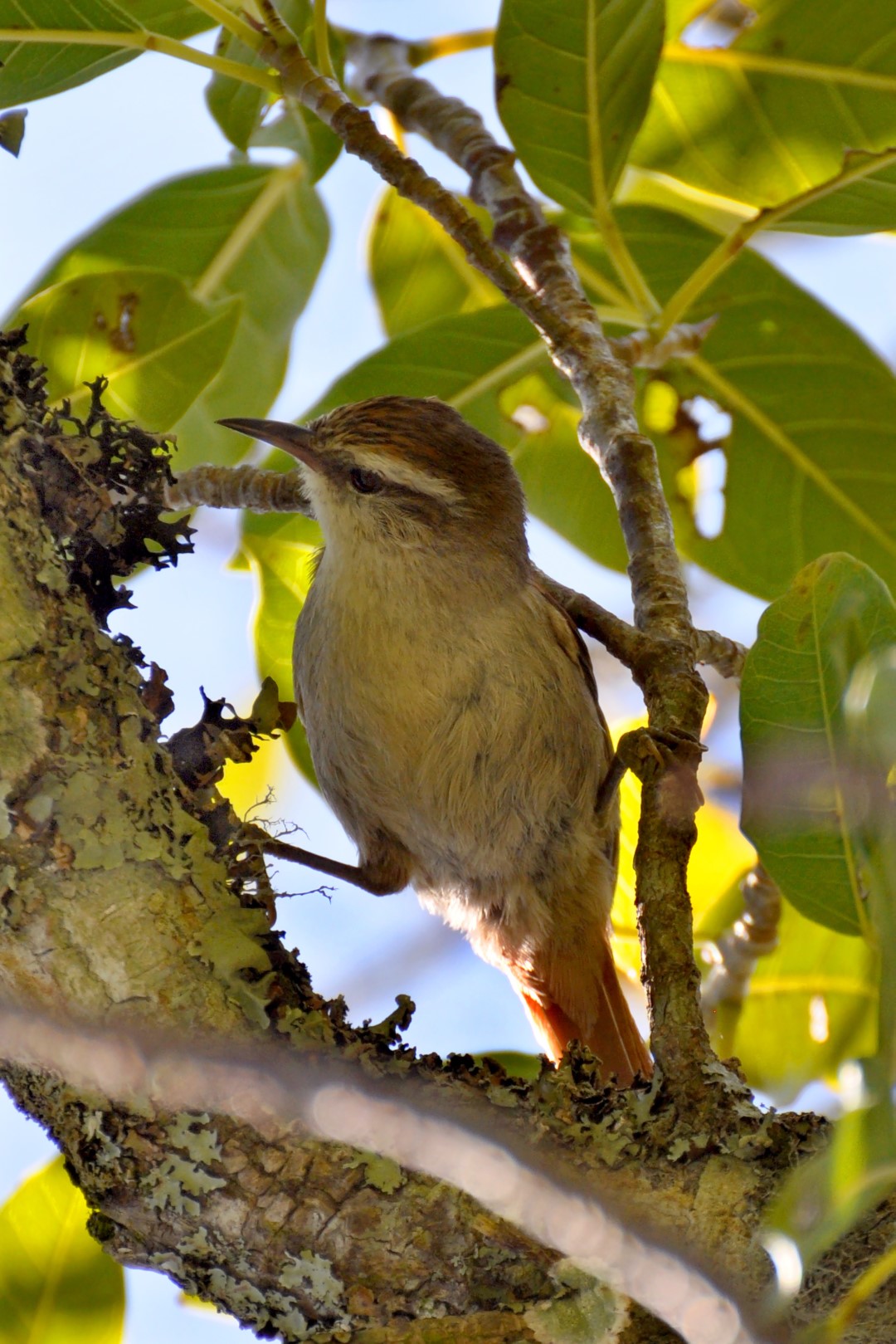 Stripe-headed Spinetail