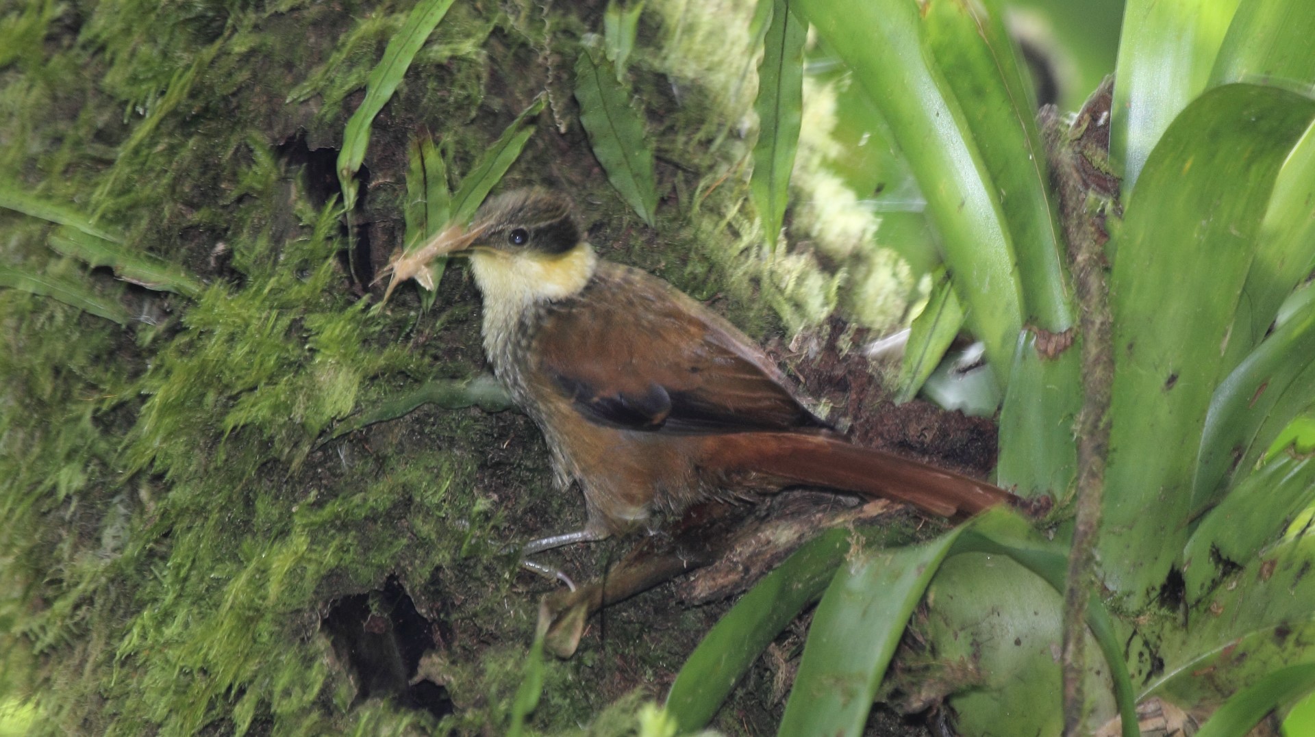 Stripe-headed Woodcreeper