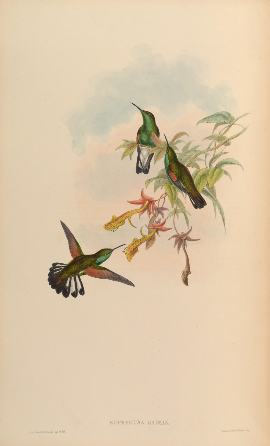 Stripe-tailed Hummingbird