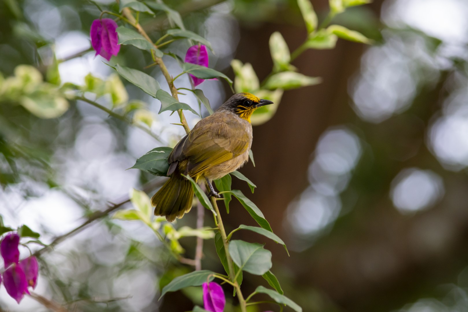 Stripe-throated Bulbul
