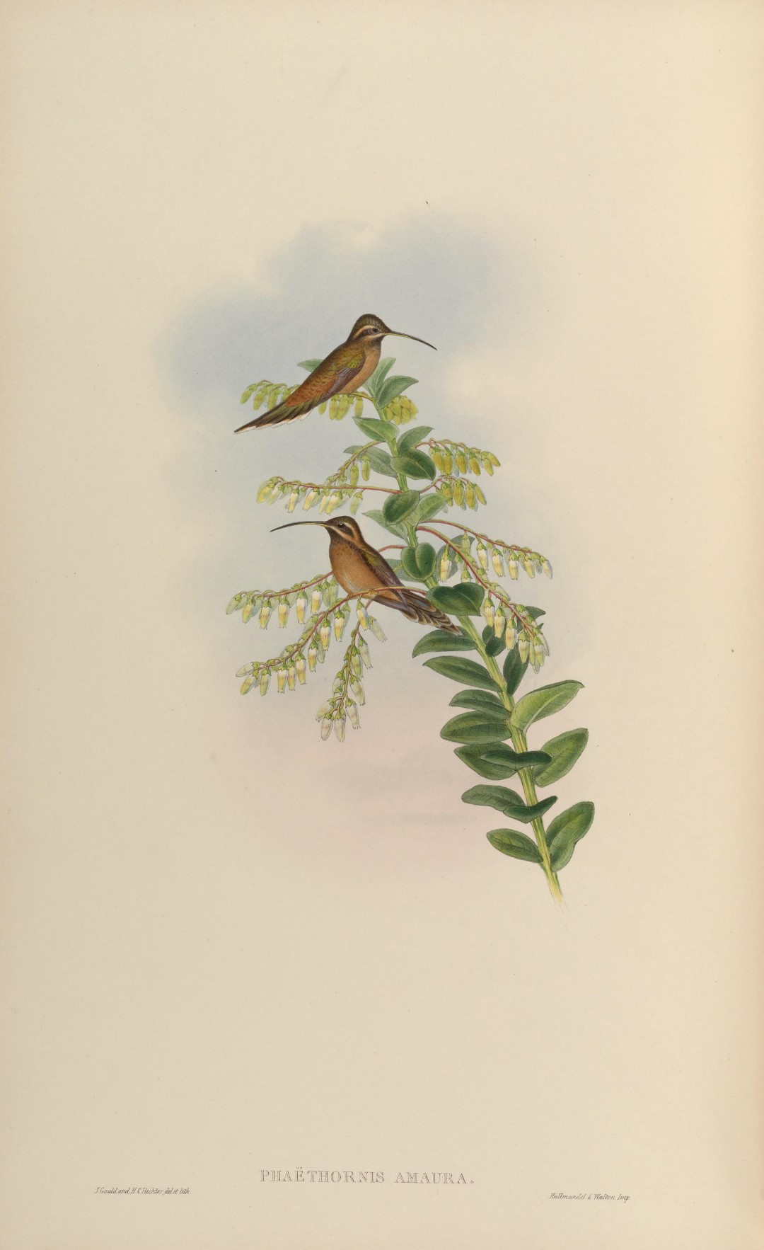 Stripe-throated Hermit