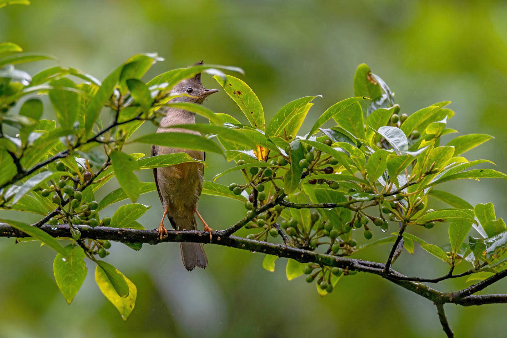 Stripe-throated Yuhina