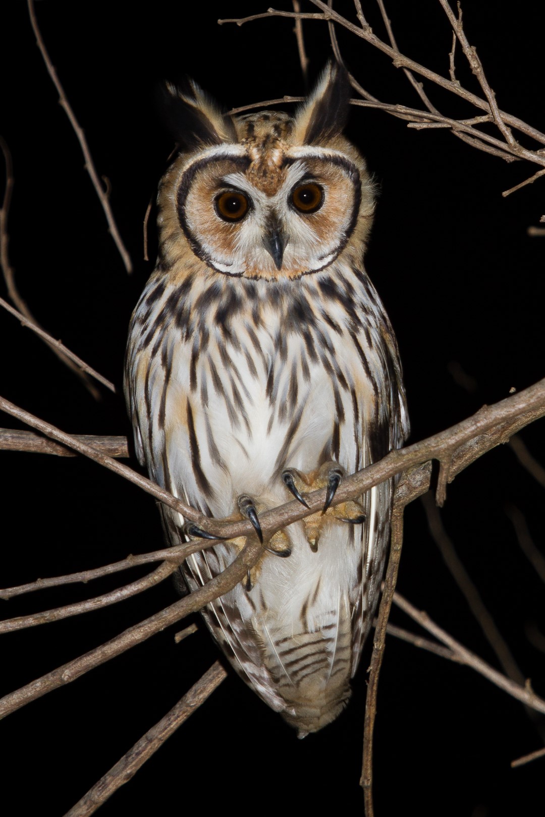 Striped Owl