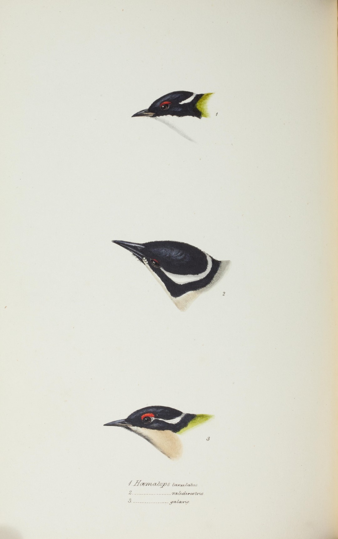 Strong-billed Honeyeater