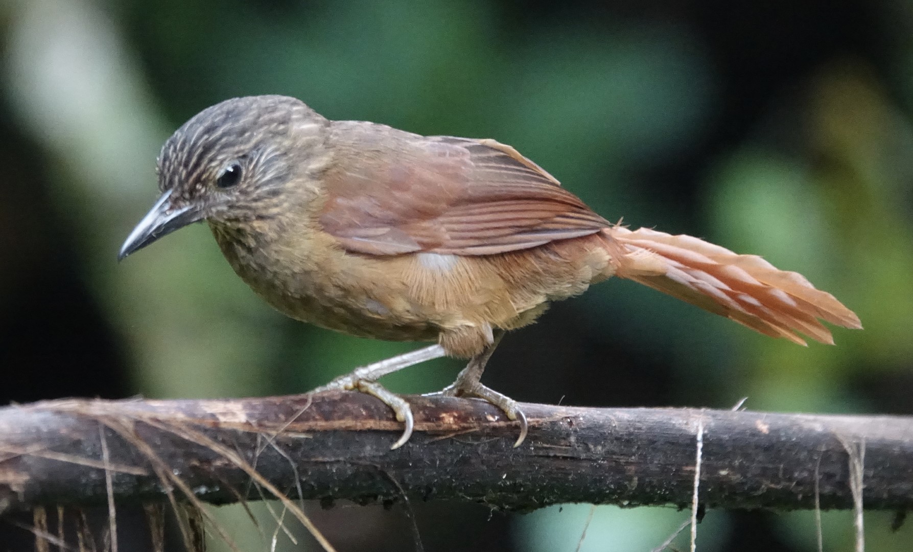 Strong-billed Woodcreeper