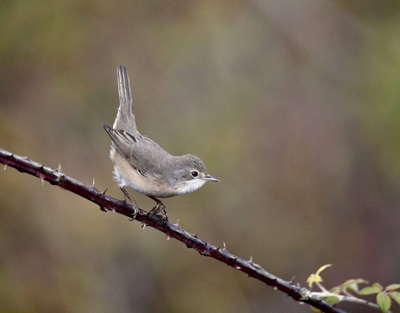 Subalpine Warbler