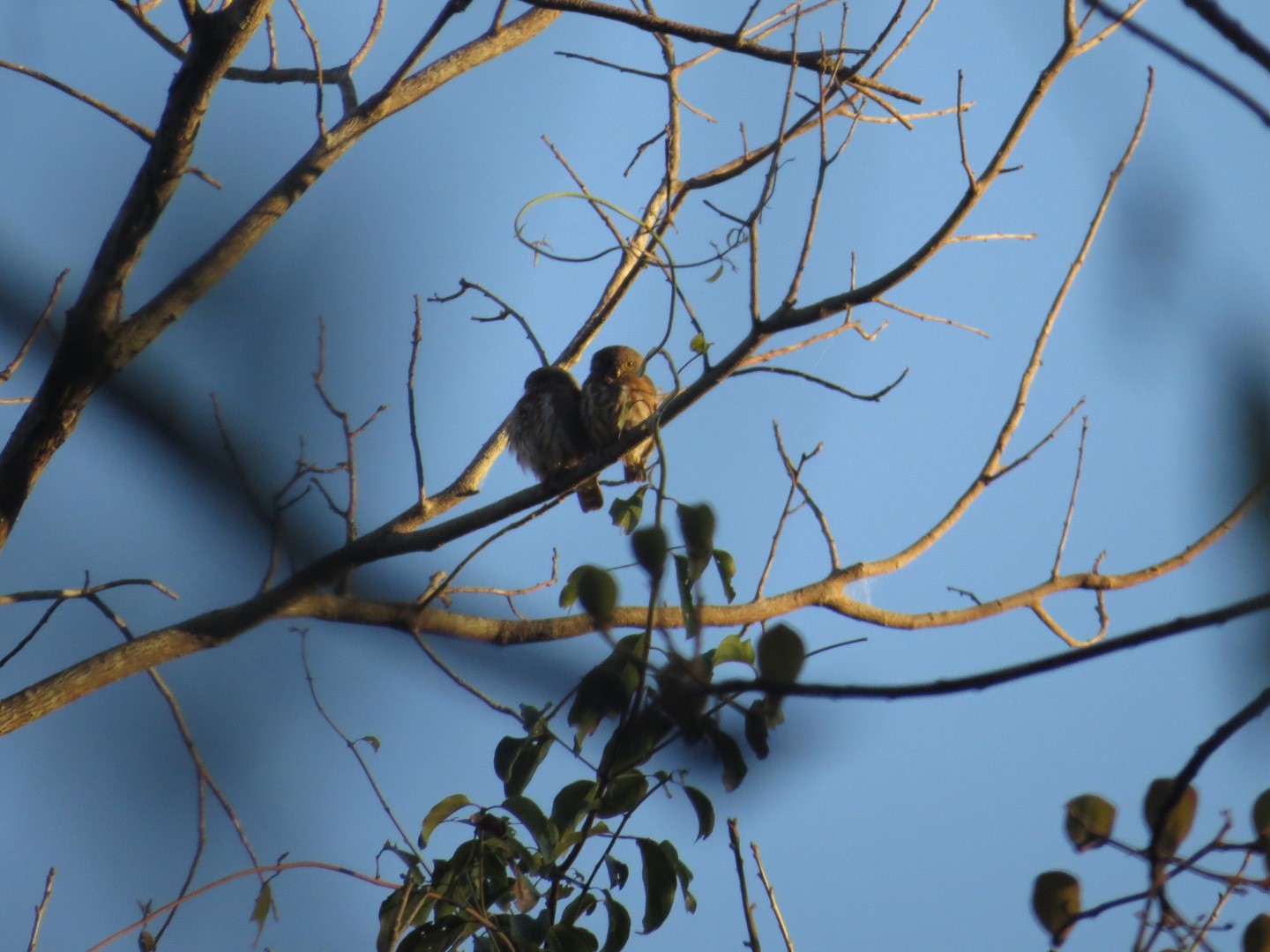 Subtropical Pygmy Owl